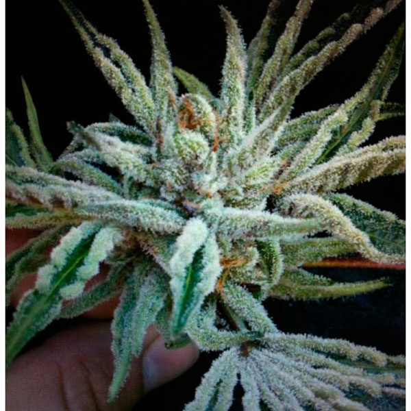 Buddha Tahoe OG Kush feminizada de The Cali Connection
