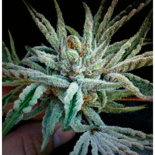 Buddha Tahoe OG Kush feminizada de The Cali Connection