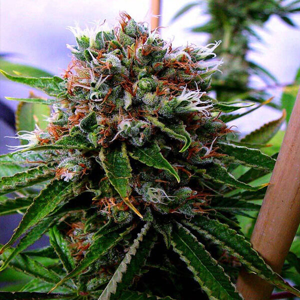 Buddha's Sister feminizada de Soma Seeds