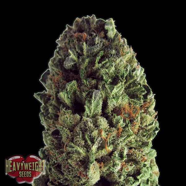 Budzilla feminizada de Heavyweight Seeds