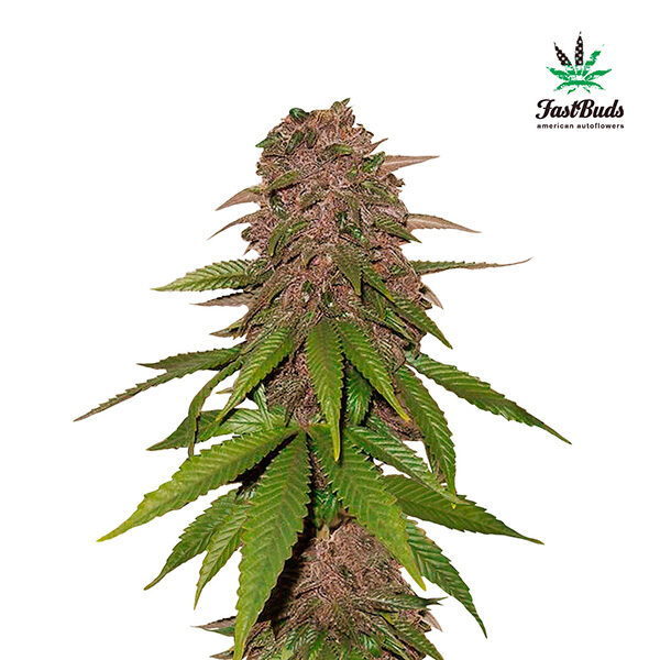 C4 Auto de Fast Buds