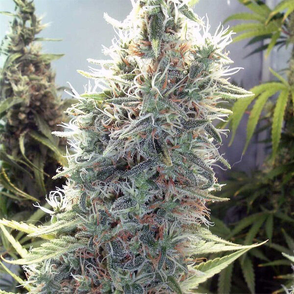C99 feminizada de Female Seeds