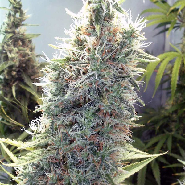 C99 feminizada de Female Seeds