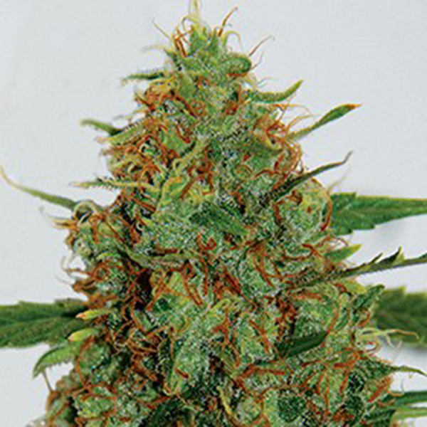 C99 feminizada de G13 Labs