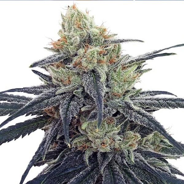 CBD #1 feminizada de Ace Seeds