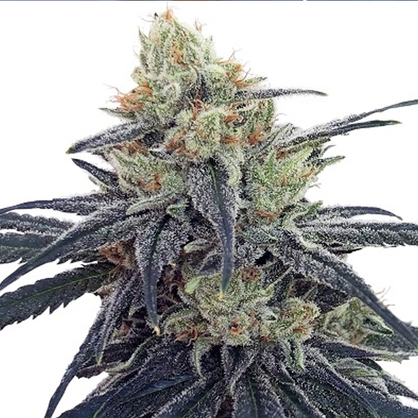 CBD #1 feminizada de Ace Seeds