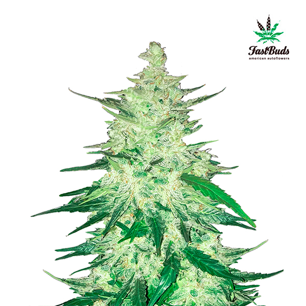 CBD Crack Auto de Fast Buds
