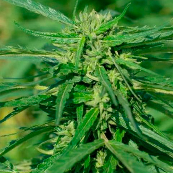 CBD Terra Italia feminizada de Female Seeds