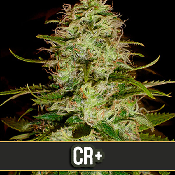 Cr + feminizada de Blimburn Seeds