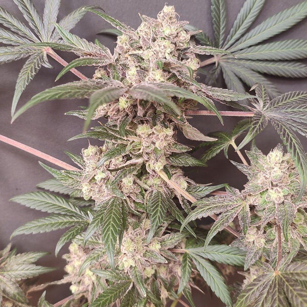 Cabin Fever feminizada de Seeds Of Anarchy
