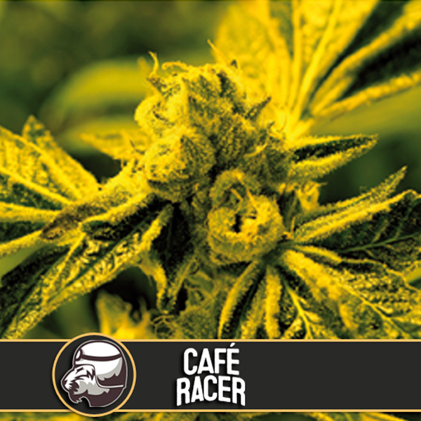 Cafe Racer feminizada de Blimburn Seeds