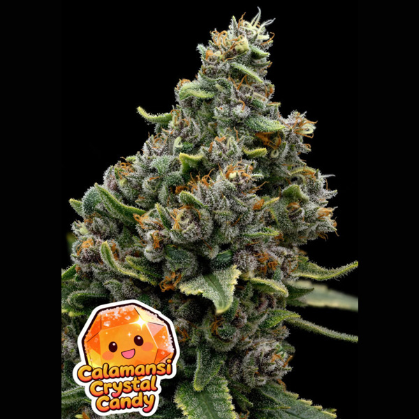 Calamansi Crystal Candy feminizada de Anesia Seeds