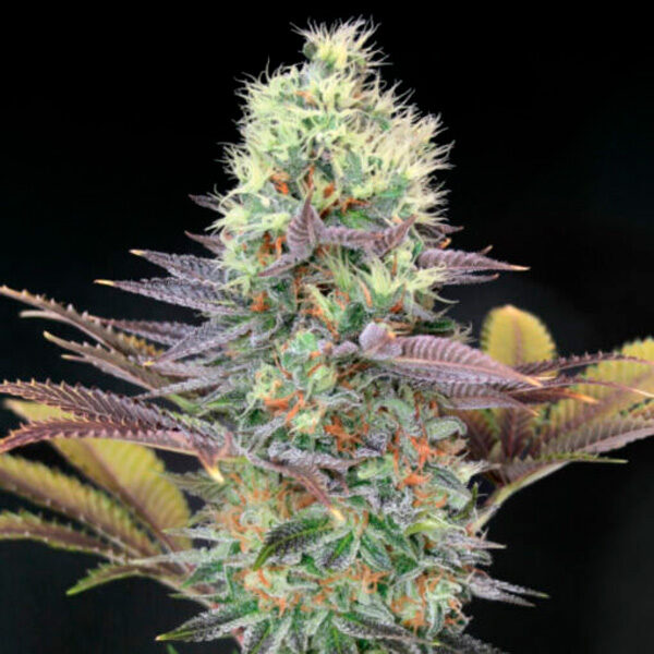 Cali Bay Dream feminizada de Garden Of Green Seeds