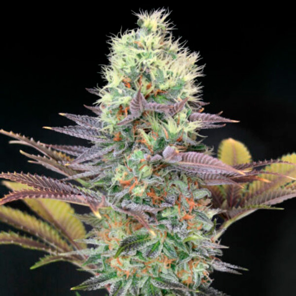 Cali Bay Dream feminizada de Garden Of Green Seeds