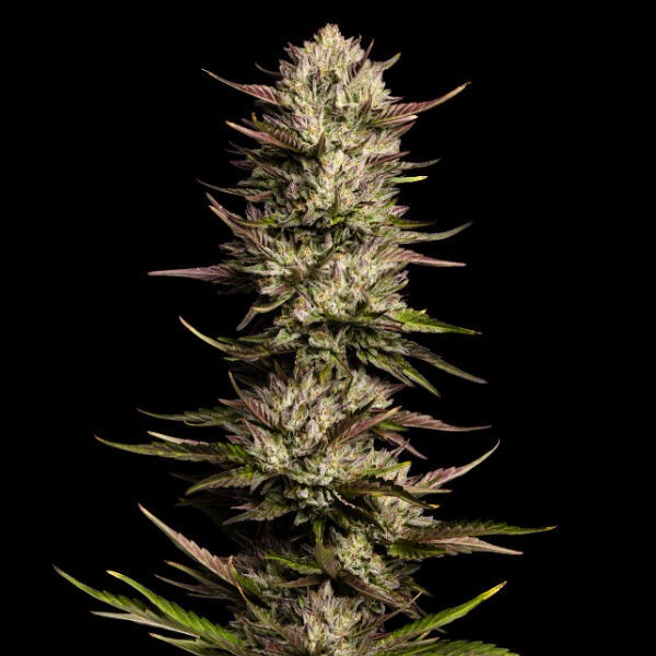 California Octane feminizada de Humboldt Seeds Company