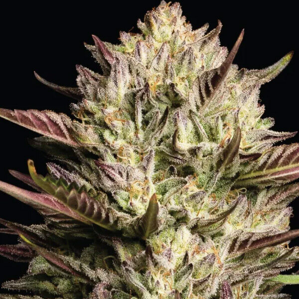 California Octane Triploid feminizada de Humboldt Seeds Company