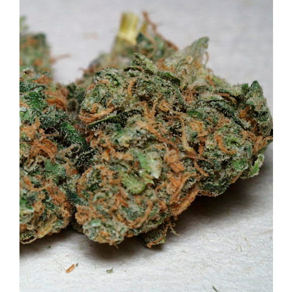 California Special feminizada de K.c. Brains