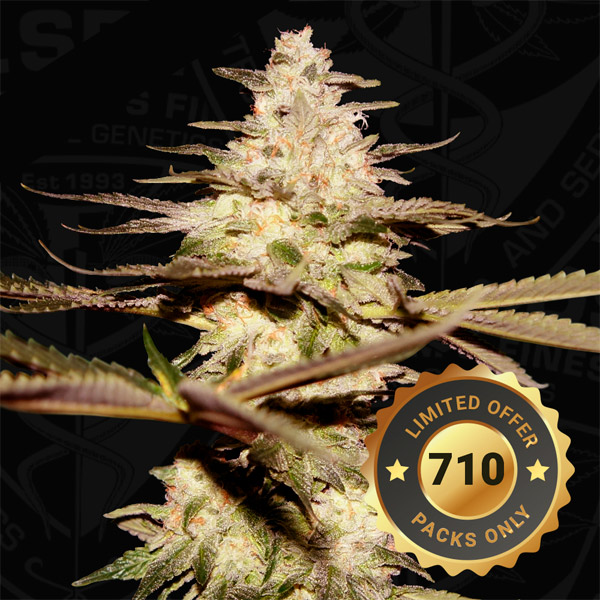 Califunk feminizada de T.h. Seeds