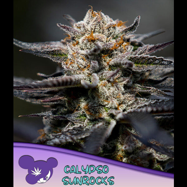 Calypso Sunrocks feminizada de Anesia Seeds