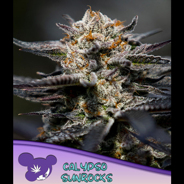 Calypso Sunrocks feminizada de Anesia Seeds