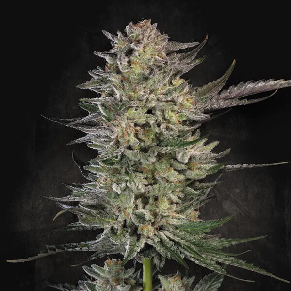 Candy Breath feminizada de Paradise Seeds
