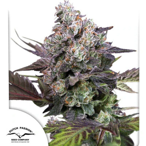 Candy Bubatz Xl feminizada de Dutch Passion