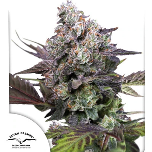 Candy Bubatz Xl feminizada de Dutch Passion