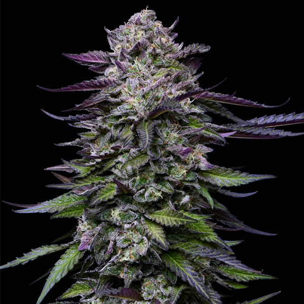 Candy Hustle feminizada de Humboldt Seeds Company