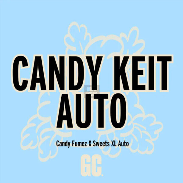 Candy Keit Auto de Grand Cru Genetics
