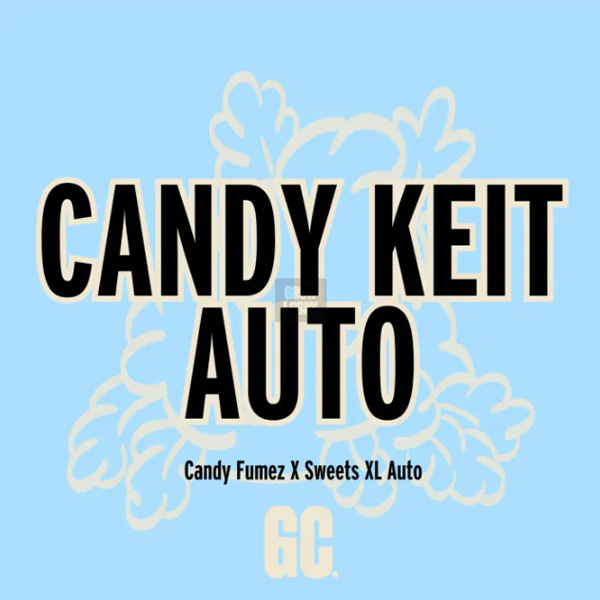 Candy Keit Auto de Grand Cru Genetics