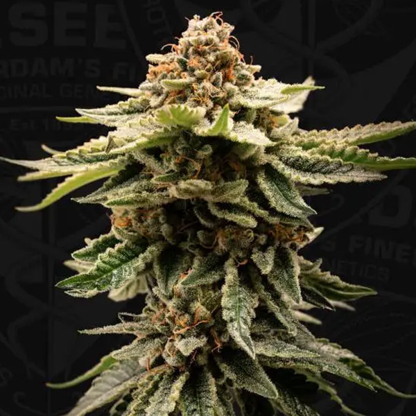 Candybelt feminizada de T.h. Seeds