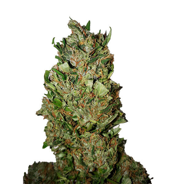 Cannatonic feminizada de Cbd+ Buds
