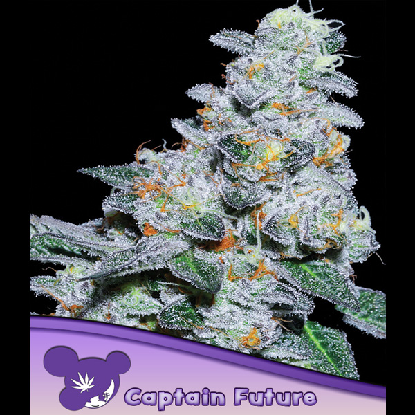 Captain Future feminizada de Anesia Seeds