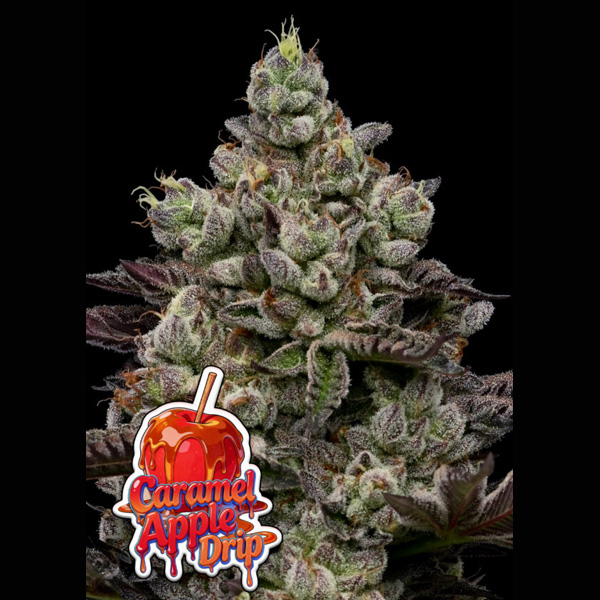 Caramel Apple Drip feminizada de Anesia Seeds
