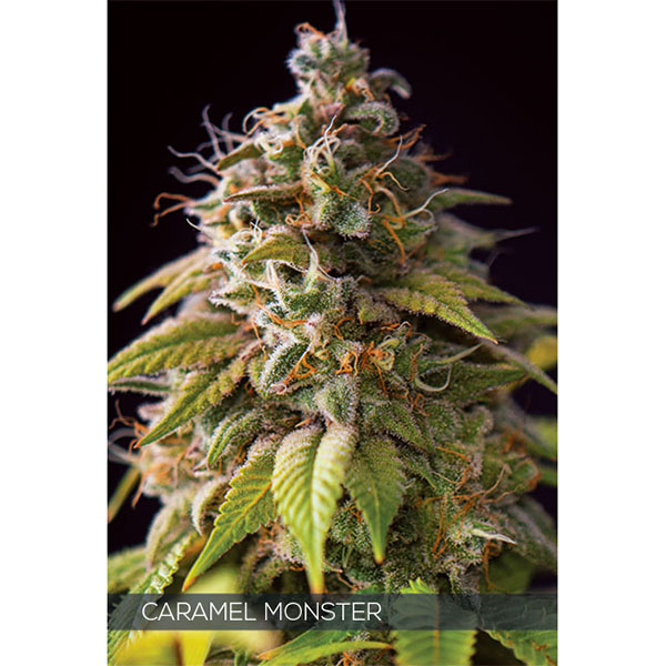 Caramel Monster feminizada de Vision Seeds