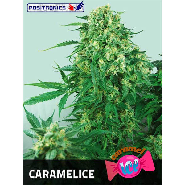 Caramelice feminizada de Positronics Seeds