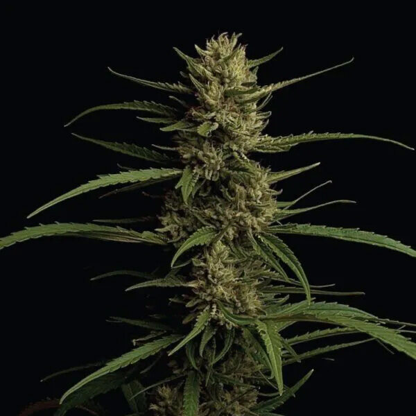 Caribbean Queen feminizada de Humboldt Seeds Company