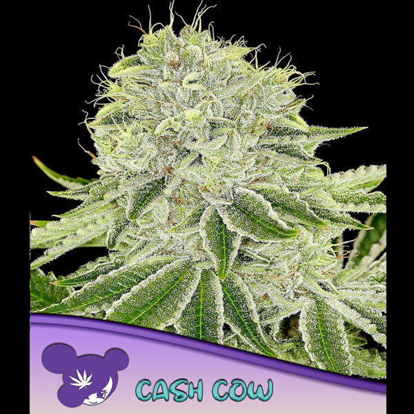 Cash Cow feminizada de Anesia Seeds