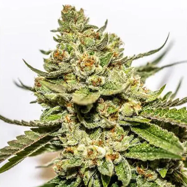 Cereal Milk X OG Kush feminizada de Vision Seeds