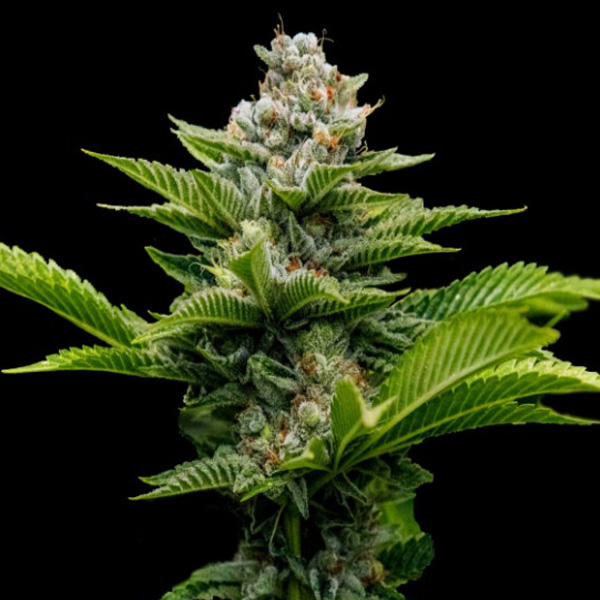 Challah Cake feminizada de Dna Genetics