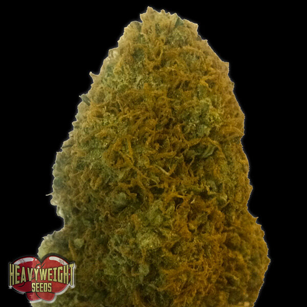 Champions Cheese feminizada de Heavyweight Seeds