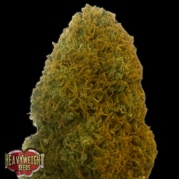 Champions Cheese feminizada de Heavyweight Seeds