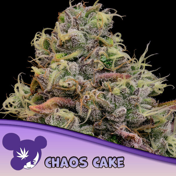 Chaos Cake feminizada de Anesia Seeds