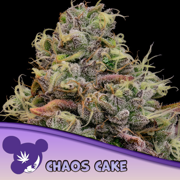 Chaos Cake feminizada de Anesia Seeds