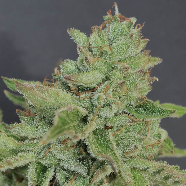 Charm Cookies feminizada de Mamiko Seeds