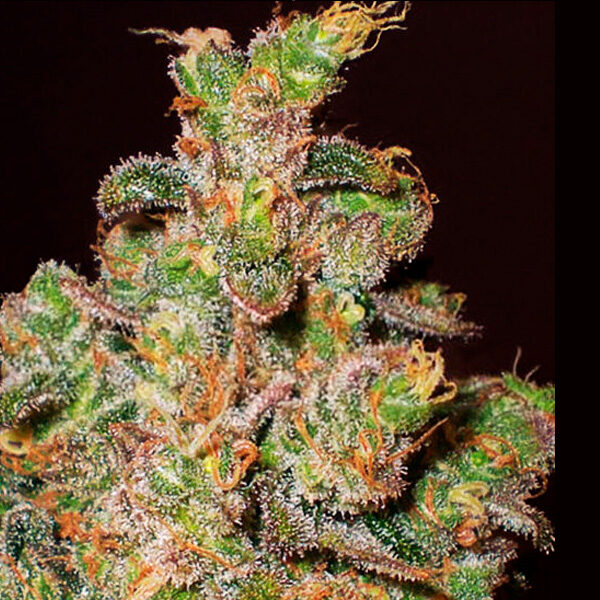 Cheese feminizada de Expert Seeds