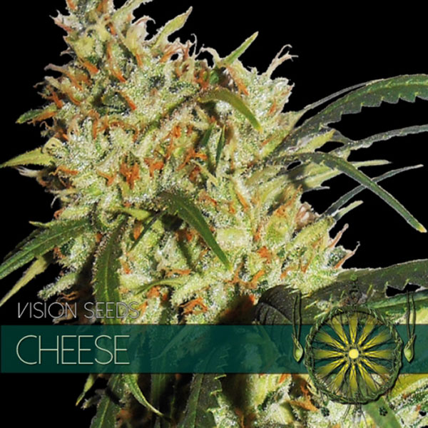 Cheese feminizada de Vision Seeds