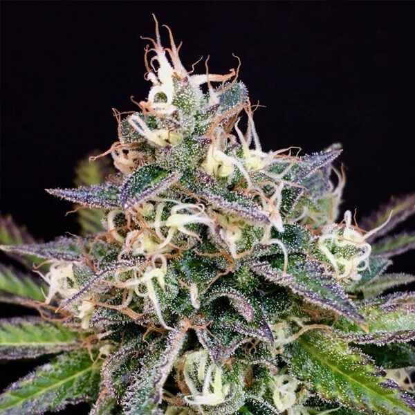 Cheese Cookies feminizada de Mamiko Seeds