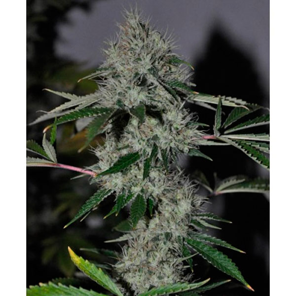 Chem 4 OG feminizada de The Cali Connection