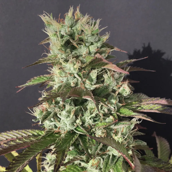 Chem Cookies regular de Mamiko Seeds